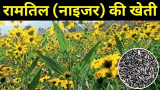 रामतिल नाइजर की उन्नत खेती की पूरी जानकारी  Ramtil Niger  Ramti Farming  Krishi Network [upl. by Sargent]