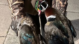 Waterfowl hunting escapade episode 2 [upl. by Hadria]