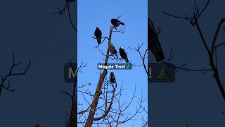 Magpie Calling Sounds magpie call song bird [upl. by Merras]