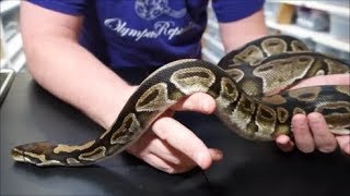 Meet our snakes Normal ball python Eileithyia our personal rescue snake [upl. by Aihsad352]