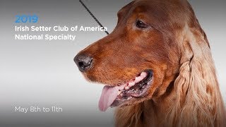 Irish Setter Club of America National Specialty  May 9 2019 [upl. by Loftus]