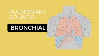 02  Lung Sounds  Bronchial breath sounds [upl. by Gaven]