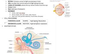 2 somatosensation MCAT Psych Soc [upl. by Drhacir155]