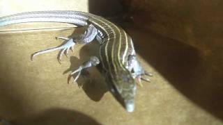 A Visit from the State Reptile of New Mexico [upl. by Russon]