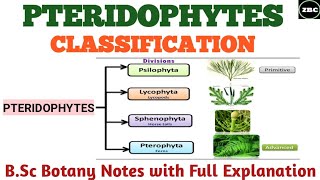 CLASSIFICATION OF PTERIDOPHYTES  PSILOPSIDALYCOPSIDA SPHENOPSIDA PTEROPSIDA Bsc botany Notes [upl. by Wills300]