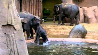 Olifant Faya voor het eerst in bad in Diergaarde Blijdorp Baby elephants 1st bath in Rotterdam Zoo [upl. by Enirahtac]