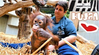 BABY OrangUtan HUJAN klettert im ZOO KREFELD  zoosmedia [upl. by Nazarius]