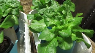 Easy to Grow Hydroponic Lettuce Using the Kratky Method [upl. by Oneal]