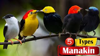 Top 5 Different Types of Manakin Birds [upl. by Idak]