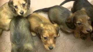 English Cream miniature dachshund puppies 1stVideo [upl. by Hartfield746]