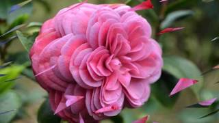 Camellia flower HD1080p [upl. by Etienne]