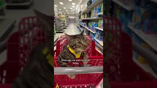 TOOK MY CAT SHOPPING WITH ME AT TARGET shorts [upl. by Karlie]