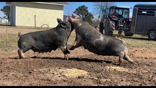 FIGHTING PIGS This happens every time  Raising Pigs On Pasture [upl. by Aneeb]