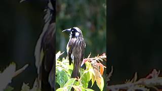 A New Holland Honeyeater perched on a branch meticulously grooming itself [upl. by Ateekram638]