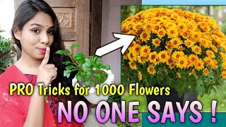 PRO Tricks and Tips to Get More Chrysanthemum Flowers  Chrysanthemum Plant Care  Plantalogy [upl. by Fedirko]