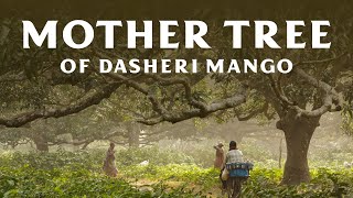 The Story of Dasheri Mango Mother Tree [upl. by Dov]