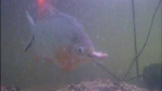 Arowana  Piranha  3 Pacus vs mouse vs cichlid feeding frenzy [upl. by Ahgiel985]