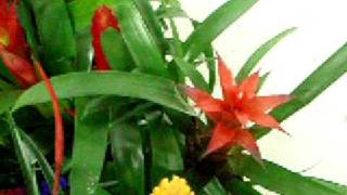 Guzmania mix [upl. by Casta]