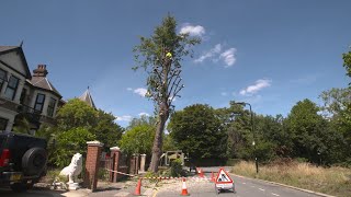 What is Pollarding and why do we do it Tree Surgery with Essex Tree Care [upl. by Ecnedac667]