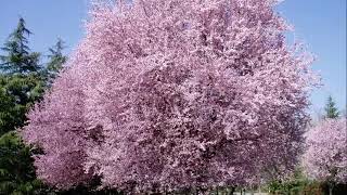 Les Arbres en FleursAlain Morisod amp Sweet People Le Bonheur ♫ [upl. by Gui674]