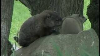 GROUNDHOGS Male Juvenile Baby Interactions [upl. by Rimahs230]