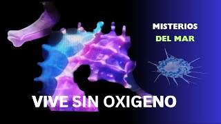 Descubren forma de vida que vive sin oxigeno [upl. by Hniv372]