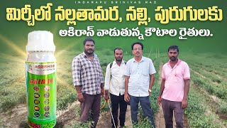 Mirchi Cultivation  మిరపలో ముడత నల్లి నల్ల తామరపురుగుకి ఒక్కటే మందు [upl. by Peregrine]