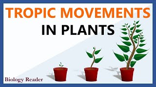 Tropic Movements in Plants  Meaning Tropism Key Points amp Types [upl. by Carlynne321]