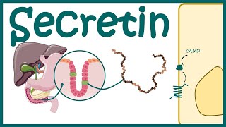 Secretin  Productiondiscovery and mode of action [upl. by Erehs]