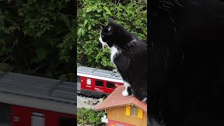 Catzilla bedroht die Stadt 🙀 gardenrailway gartenbahn cat [upl. by Thompson]