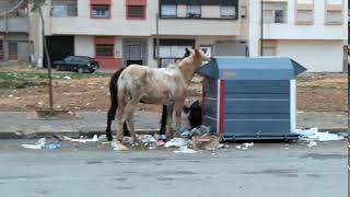 Maroc  Des ânes dans les faubourgs de Kénitra [upl. by Gypsie]