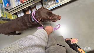 Nova Goes to Tractor Supply  Off Leash K9 Tucson [upl. by Wulfe]