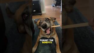 Why Dogs Chew On Sticks And Other Mysteries [upl. by Morentz]