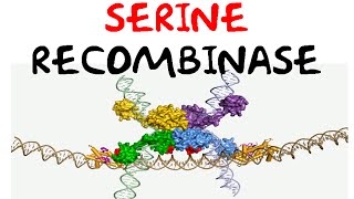 Serine recombinase [upl. by Sirraj]