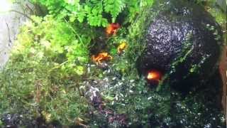 Golden mantella Mantella aurantiaca eating fruit flies [upl. by Eitnom]