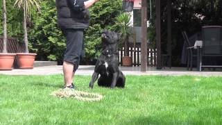 Cane Corso Wurfplanung Alice amp Paolo [upl. by Ailedroc907]