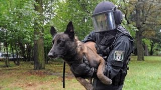 Polizeihunde in der Ausbildung  Nur die besten kommen weiter  DOKUMENTATION 2016 HD NEU [upl. by Butterworth]