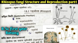 Rhizopus fungi Structure and Reproduction part1  BSc first year botany 1st semester [upl. by Lahey]