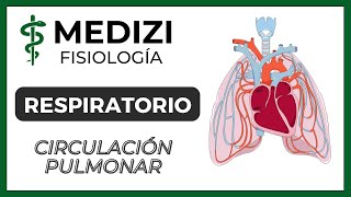 Clase 38 Fisiología Respiratoria  Circulación Pulmonar Edema Pulmonar IGdoctorpaiva [upl. by Cummins]