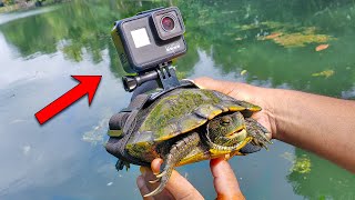 BEST GoPro on a Turtle Swimming Underwater [upl. by Leanard38]