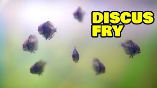 Breeding Discus  Discus fry care and separating from parents [upl. by Secilu]