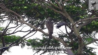 CHANGEABLE HAWKEAGLE being teased by HOUSE CROWS Singapore [upl. by Cattier]