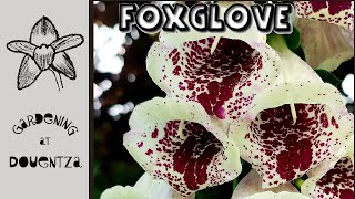 Best Foxglove  Digitalis Pams Choice  History How to Grow it amp a Serious Mistake to Avoid [upl. by Akired]