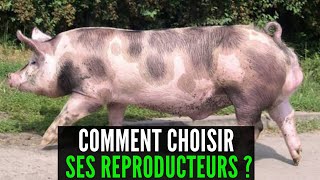 Les REPRODUCTEURS DE PORC COMMENT CHOISIR  investir au pays [upl. by Adnaloy345]