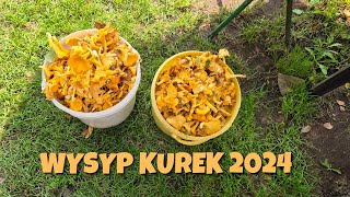 Wysyp kurek w sierpniu 2024 [upl. by Fawna]