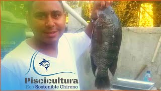 ✅ Cosecha de TILAPIAS Gigantes 🎣 en Piscicultura Eco Sostenible Chireno 🐟  ACUICULTURA [upl. by Lahcsap103]