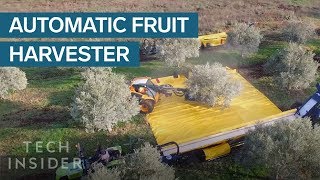 These Machines Shake Olives Off Trees And Collect Them In Giant Sheets [upl. by Hashum]