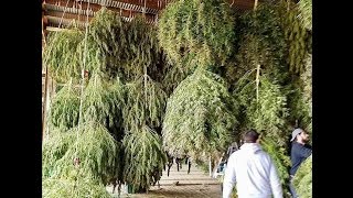 1000s marijuanacannabishemp plants on a farm ashland oregon used for dog food [upl. by Howlan]