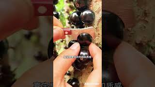 Jaboticaba fruit Jaboticaba Precoce Exotic Fruit Plants [upl. by Norris]