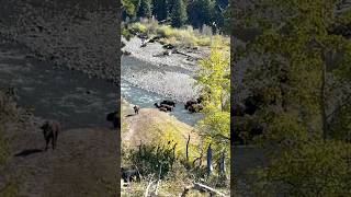 👀 Bison are coming and we are in their way bison nature yellowstonenationalpark [upl. by Anivlek462]